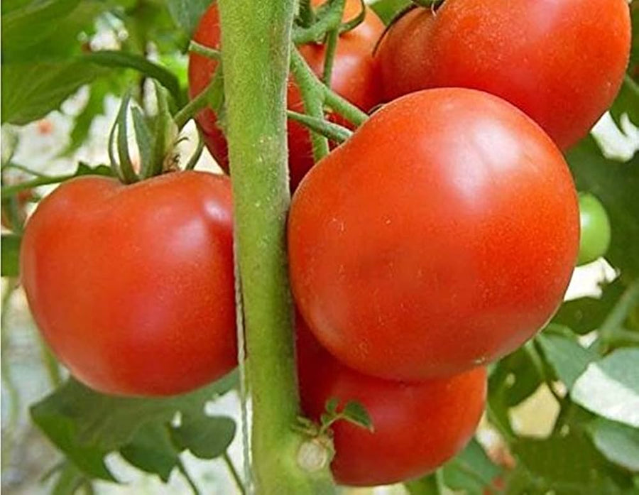Tomato Flavor for planting in home garden.