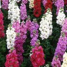 Annual Matthiola Incana Ten Week Mix Flower Stock Mix Seeds for gardeners building out beds and borders