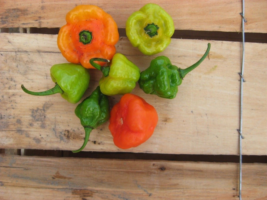Capsicum chinense – Ajicito sweet peppers for planting in culinary home gardens