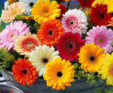 Gerbera Daisy Gerbera Jamesonii flower Seeds for growers filling out the backyard gardening and home garden landscapes