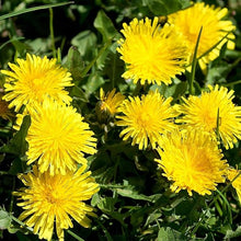 Dandelion Plant Seeds (Taraxacum officinale) for ground cover in the Lawn & Herb Garden