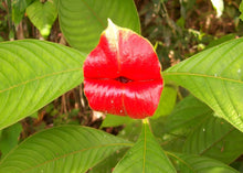 Blazing Red Lips Seeds for growers seeking a long-blooming display