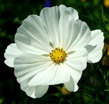 Cosmos Sonata Mix flower Seeds for reliable seasonal color