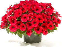 Red Wave Petunia Seeds (Petunia hybrida) for colorful blooms in the hanging baskets and home garden pots