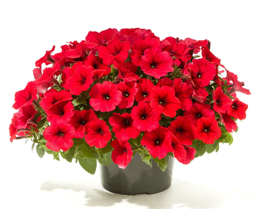 Pelleted Seeds Logro Red Petunia Flowers