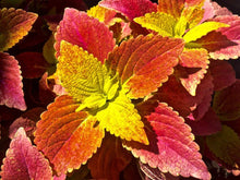 Coleus Wizard Sunset Seeds for growers filling out the flower bed garden
