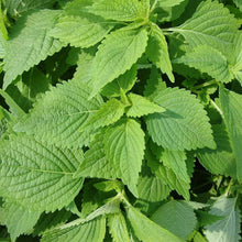 Spearmint Seeds (Mentha spicata) for growers seeking a long-blooming display