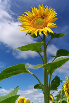 American Giant Sunflower Seeds (Helianthus annuus) for growers filling out the Vegetable Patch & Garden
