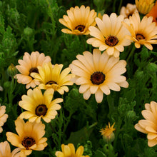 African Daisy Osteospermum Seeds for colorful blooms in the Flower Bed & Urban Garden