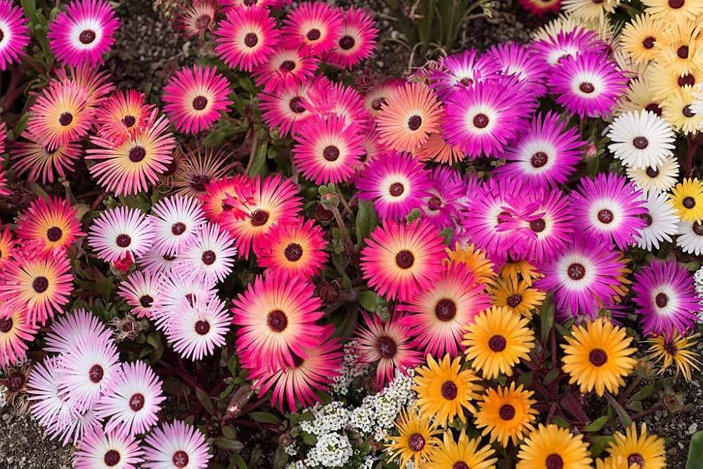 Livingstone Daisy ��������� Mesembryanthemum criniflorum ��������� for planting in sunny gardens
