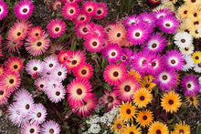 Livingstone Daisy ��������� Mesembryanthemum criniflorum ��������� for planting in sunny gardens