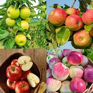 Apple Malus domestica for planting in garden