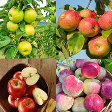 Apple Malus domestica for planting in garden
