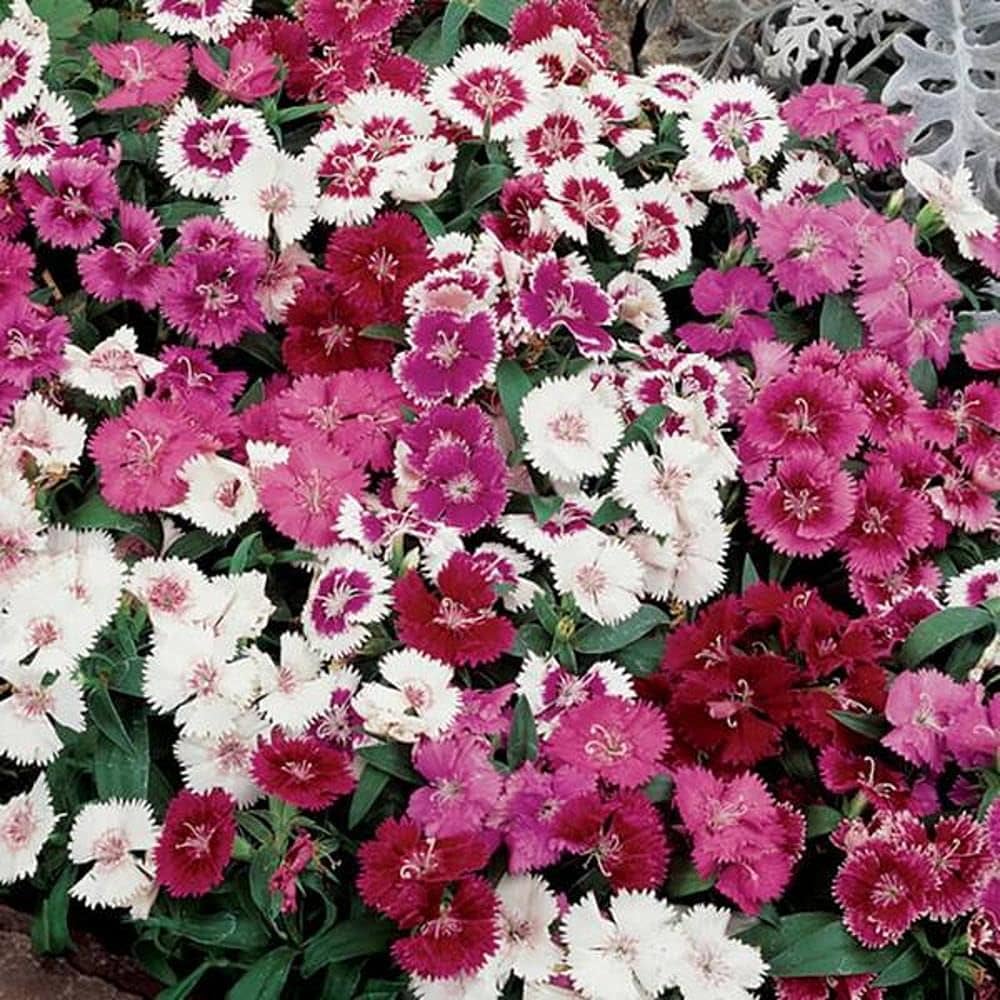 Desert red flower seeds for ornamental balcony planting