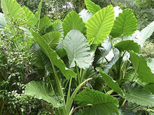 Alocasia Macrorrhiza Plants for a lasting display in the Blue Garden