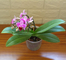 Phalaenopsis Orchid Seeds for reliable seasonal color
