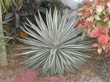 Agave Seeds (Agave americana) for growers filling out the drought-tolerant garden or decorative pots