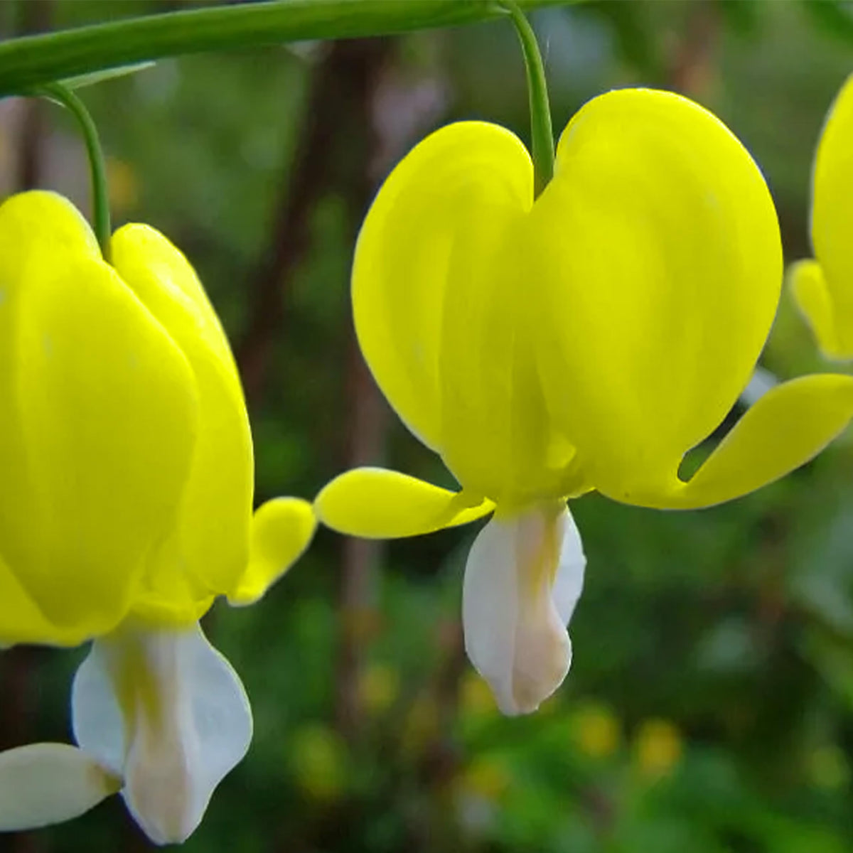 Bleeding heart flower Dicentra spectabilis yellow seeds for shade garden planting