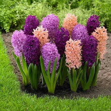 Hyacinth Seeds (Hyacinthus orientalis) for seasonal color across the Hydroponic Flower Pot