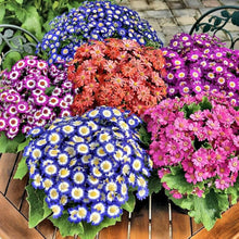 Cineraria Florist Mix Seeds (Cineraria spp.) for colorful blooms in the Cut Flower Gardens