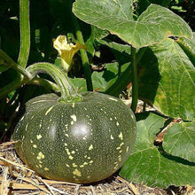 Swan Bottle Pumpkin Seeds for growers stocking a kitchen garden