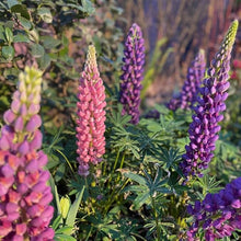 Lupine Lupinus Polyphyllus Russell Seeds known for cottage Wildflower Displays