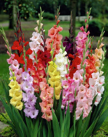 Gladiolus Seeds (Gladiolus hortulanus) for a bright addition to the Summer Garden Planting