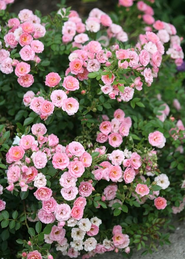 Mini Rosa Pink Rose Flower - for planting in home garden