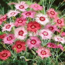 Dianthus Plumarius mix border pinks perennial seeds