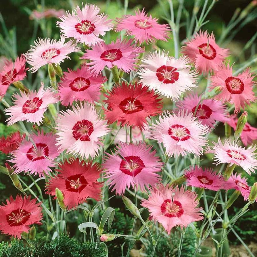 Dianthus Plumarius mix border pinks perennial seeds