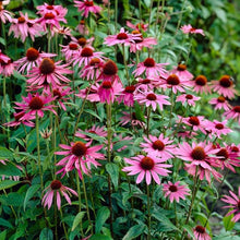 Echinacea Tennesseensis Seeds (Echinacea tennesseensis) for seasonal color across the Flower Bed