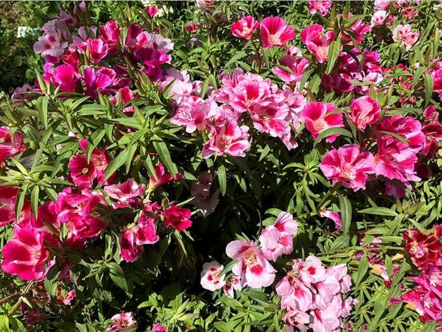 Godetia Dwarf Mix Flower Seeds