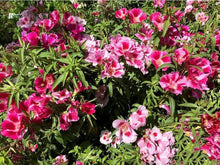 Godetia Dwarf Mix Flower Seeds