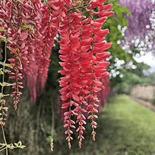 Glicine Seeds for reliable seasonal color
