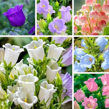 Campanula Canterbury Double White Bell Seeds valued for graceful White Flowers