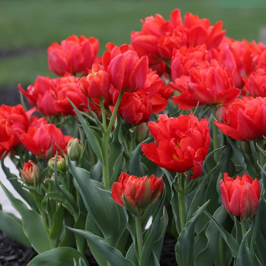 Double Tulip Tulipa gesneriana flower seeds for planting in backyard gardening beds - for planting in home garden