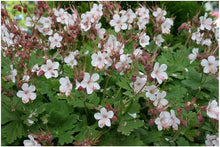 Geranium Macrorrhizum Seeds (Geranium macrorrhizum) for colorful blooms in the flower beds and garden borders