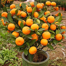M Lange De Graines De Fruits Comibilites Rare Et Exotiques Tropicaux Paquet De  Ornamental Garden Plant Garden Plant Seeds