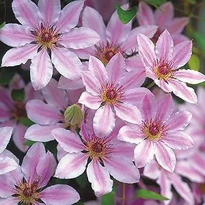 Clematis Nelly Moser Clematis spp. for planting in flower bed