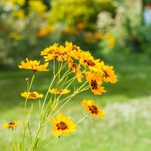 GOLDEN WAVE COREOPSIS Seeds (Coreopsis verticillata) for seasonal color across the Flower Bed
