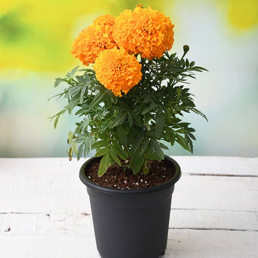 Pot Marigold Seeds