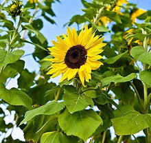 Greek Sunflower Seeds (Helianthus annuus) for seasonal color across the vegetable patches and flower beds