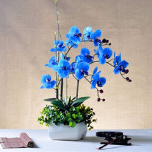 Hydroponic Phalaenopsis Orchid Plant - for planting in home garden