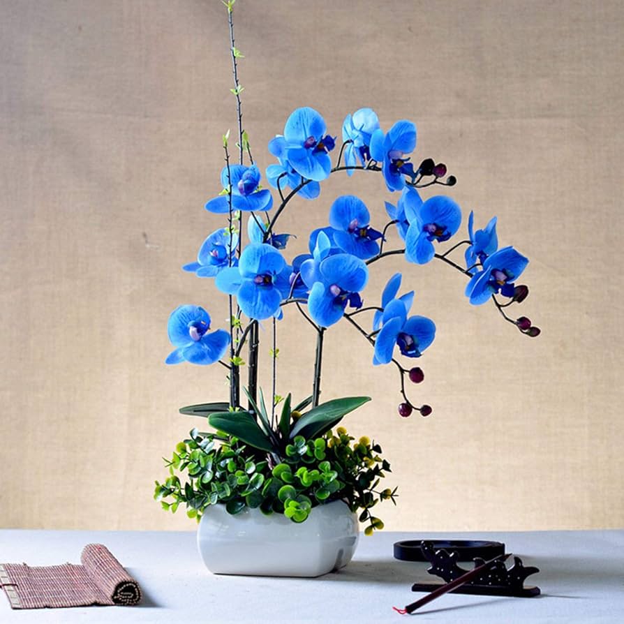 Hydroponic Phalaenopsis Orchid Plant - for planting in home garden