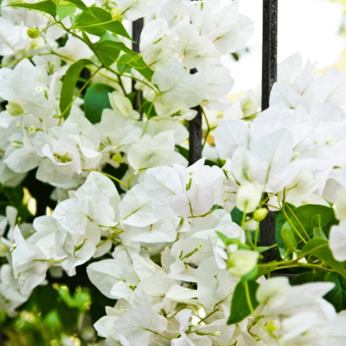 Bougainvillea Bougainvillea Spectabilis Flower Seeds for Planting – Suitable for Fence Borders and Patio Landscaping