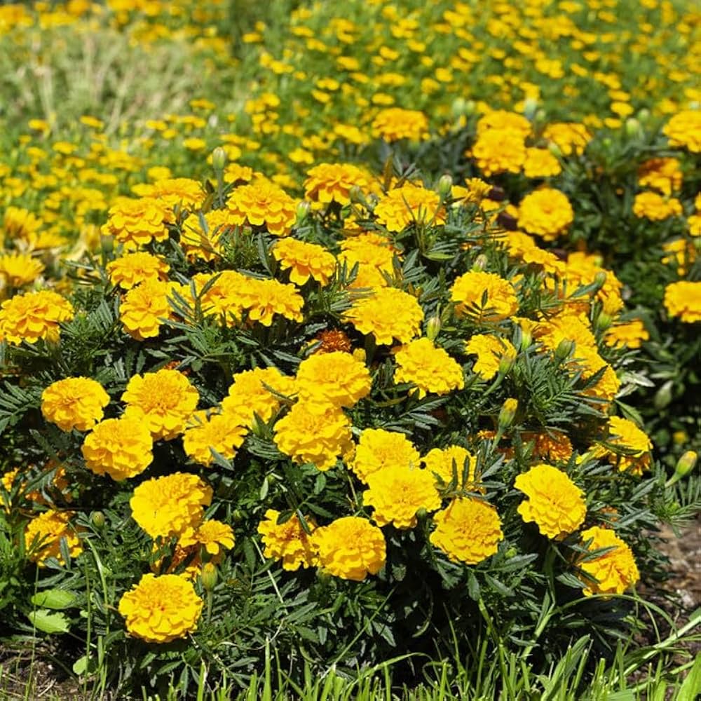 Gold Medallion Flower Garden Seeds
