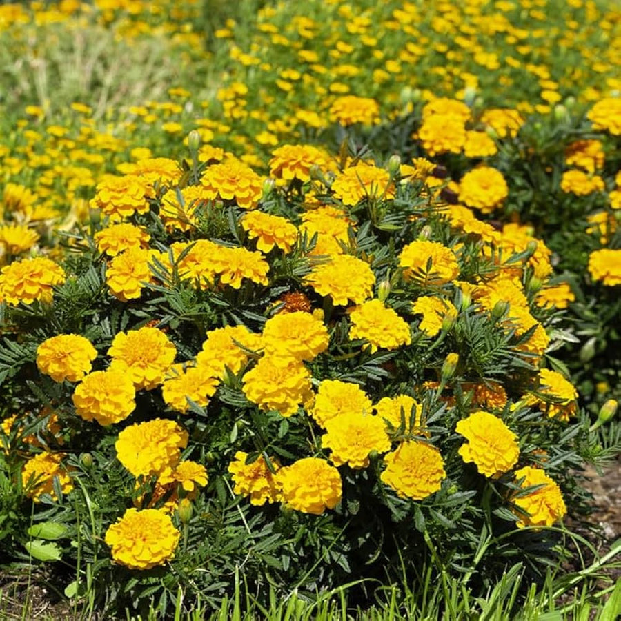 Gold Medallion Flower Garden Seeds
