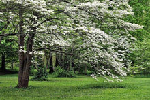Cornus Florida White Flowering Dogwood Seeds for a colorful addition to any planting