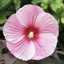 Dinnerplate Hibiscus Seeds (Hibiscus moscheutos) prized for ornamental backyard planting