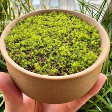 Green Moss Seeds (Moss spp.) for a bright addition to the Flower Bed & Home Garden